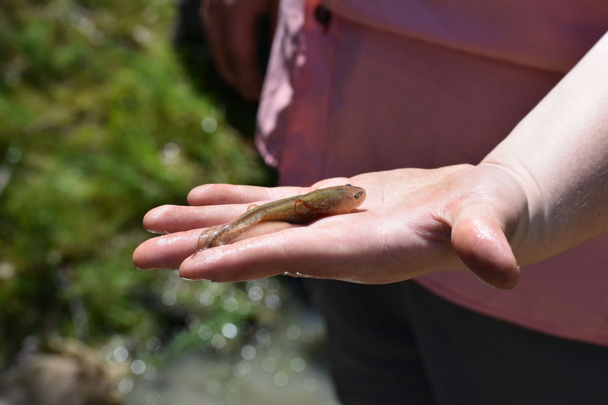 Слика од Ambystoma tigrinum (Green 1825)