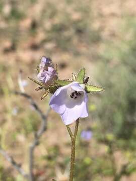 Pholistoma auritum var. arizonicum (M. E. Jones) Constance resmi