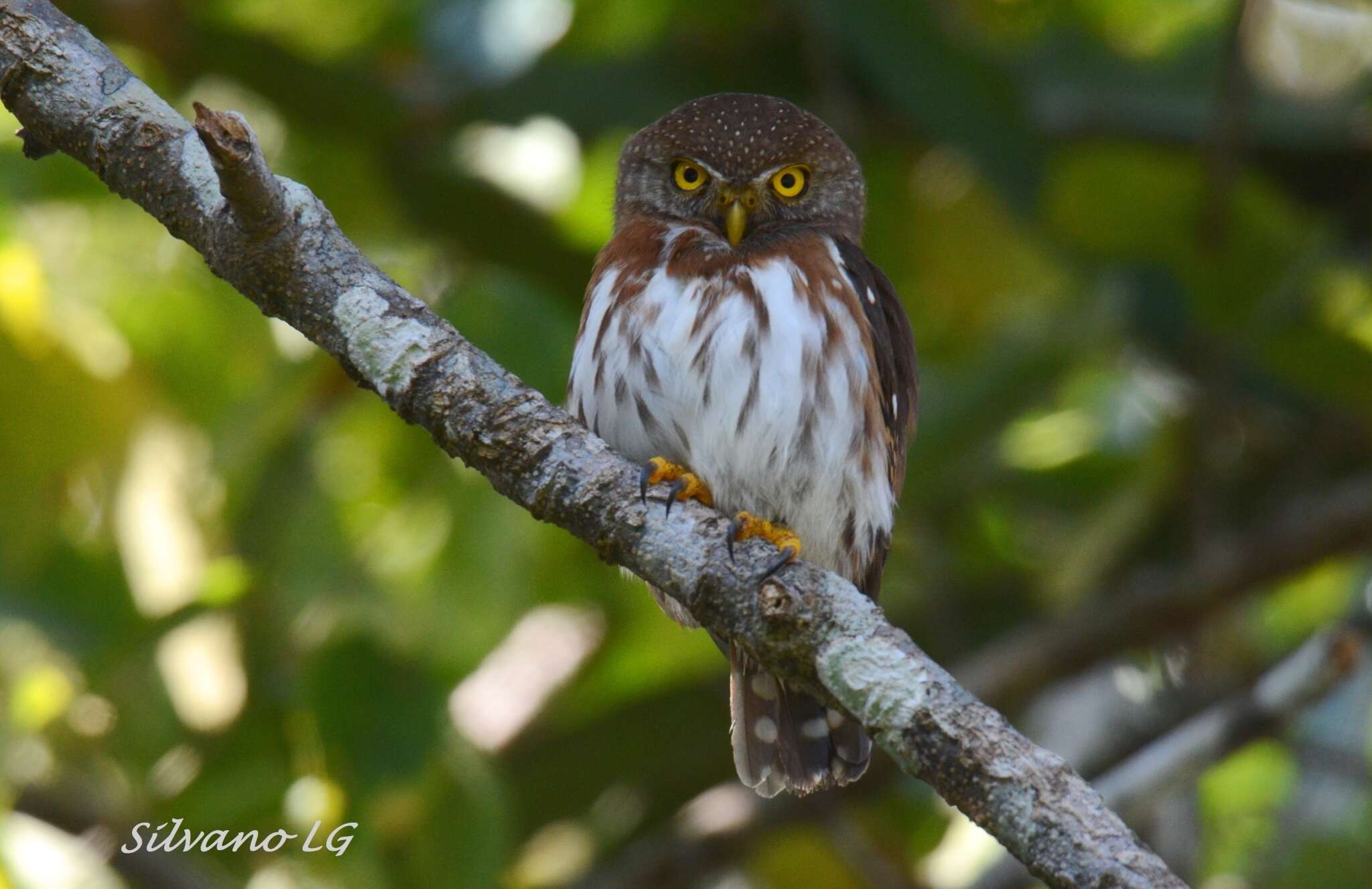 Image of Central American Pygmy Owl