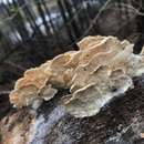 Image of Trametes pubescens (Schumach.) Pilát