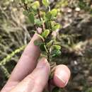 Sivun Phyllanthus cuneifolius (Britton) Croizat kuva