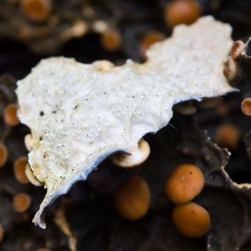 Image of <i>Pseudocyphellaria anthraspis</i>