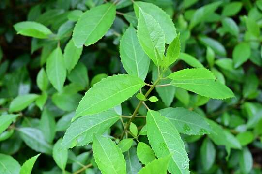 Image of Hedycarya angustifolia A. Cunn.