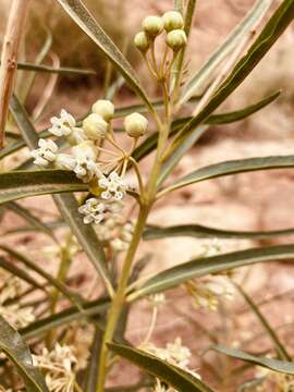 Image of Utah milkweed