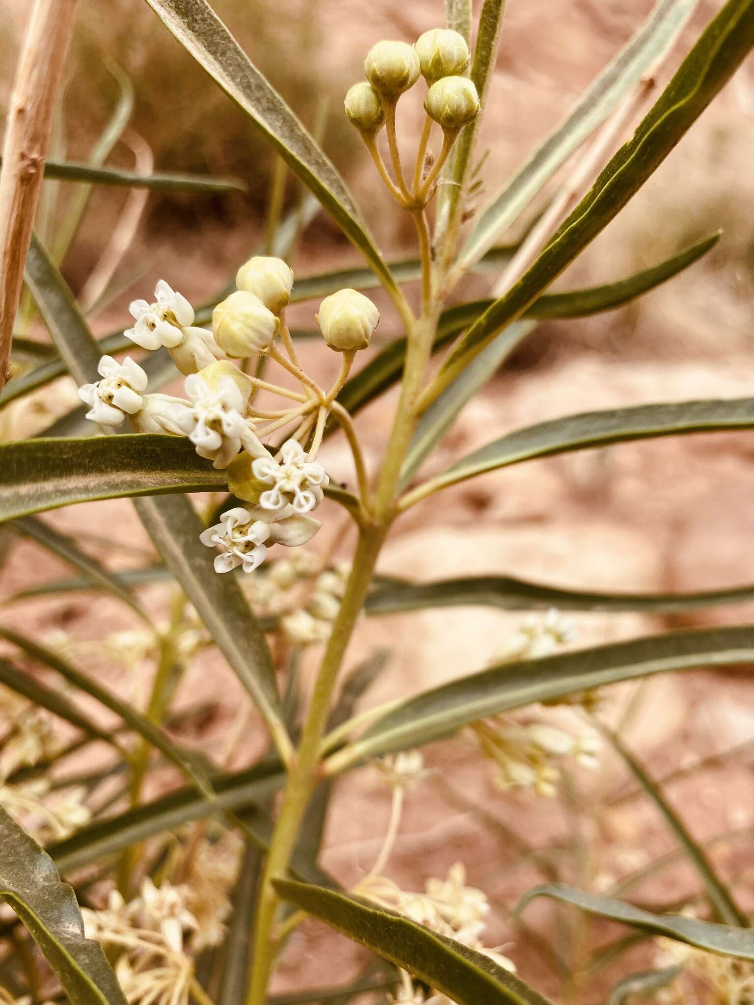 Image of Utah milkweed
