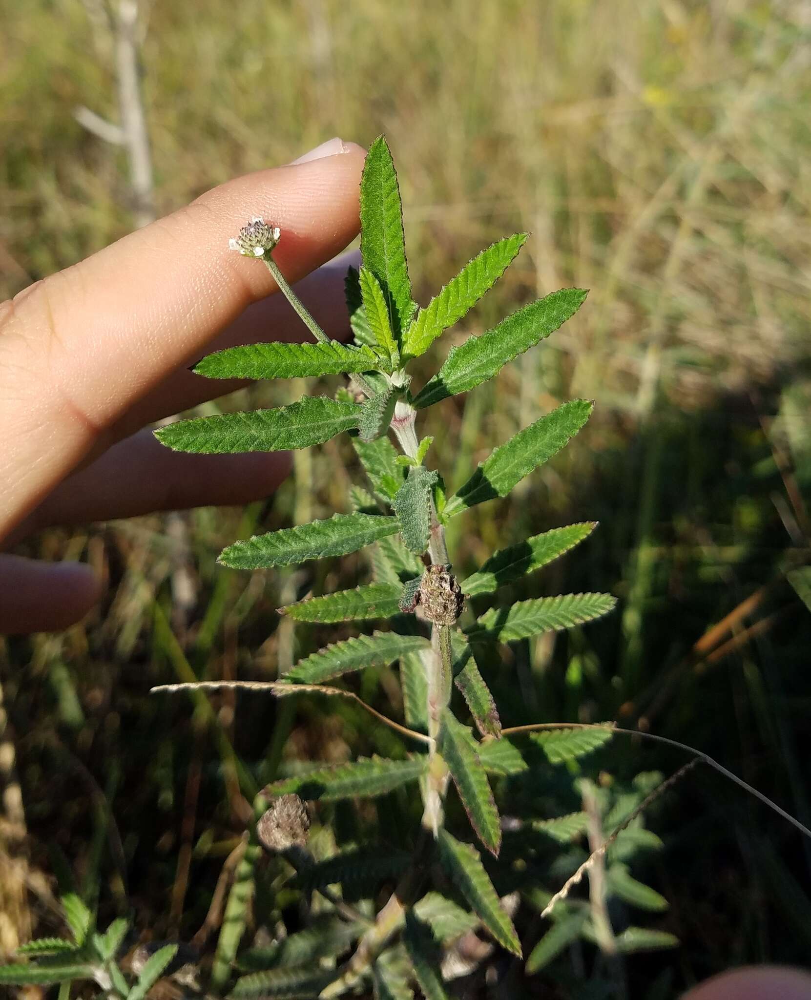 Imagem de Lippia stoechadifolia (L.) Kunth