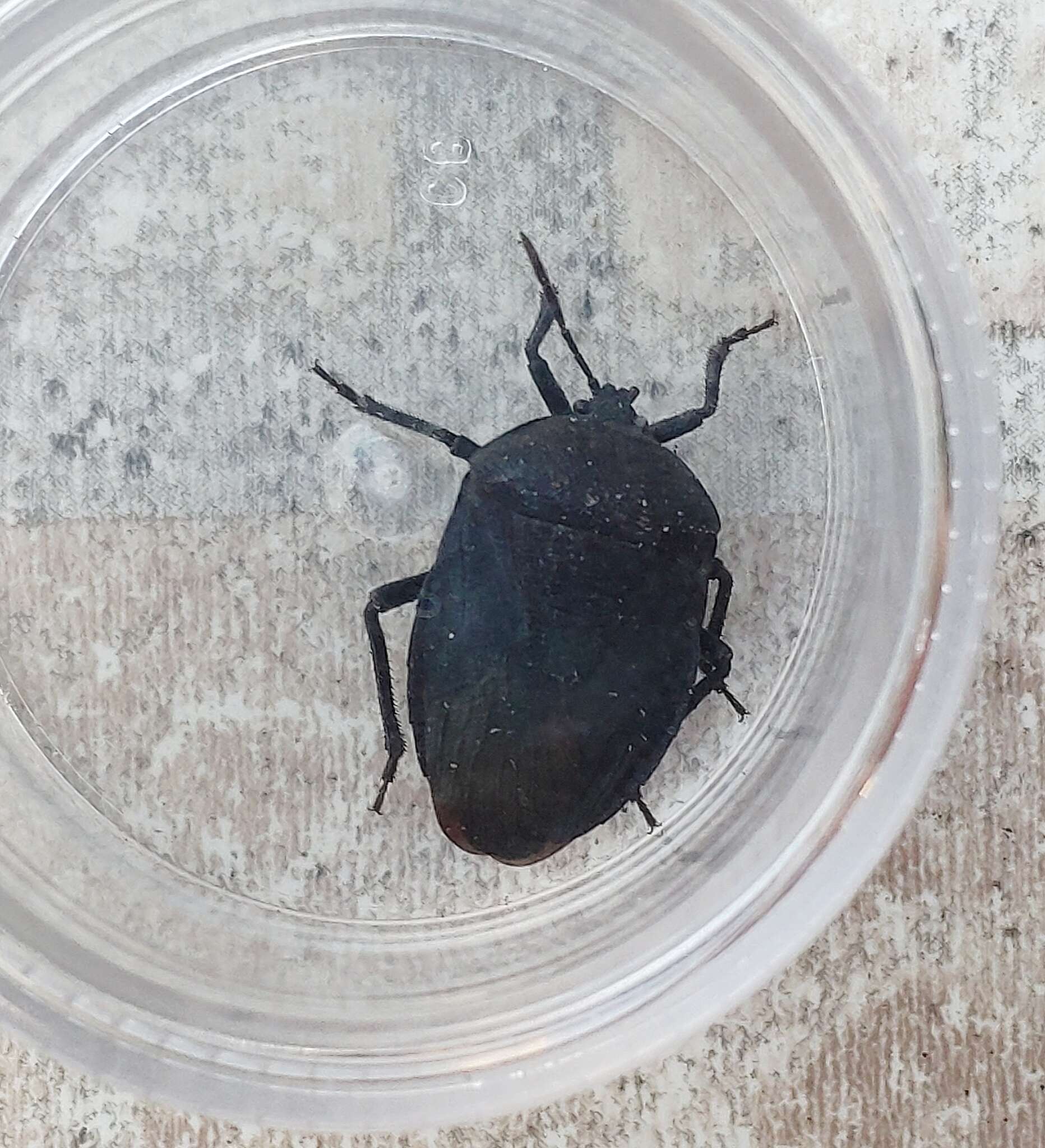 Coridius viduatus (Fabricius 1794)的圖片