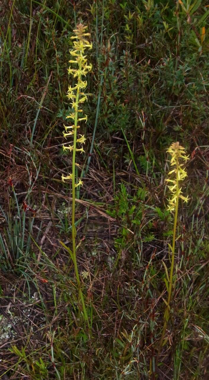 Image of Stackhousia viminea Sm.