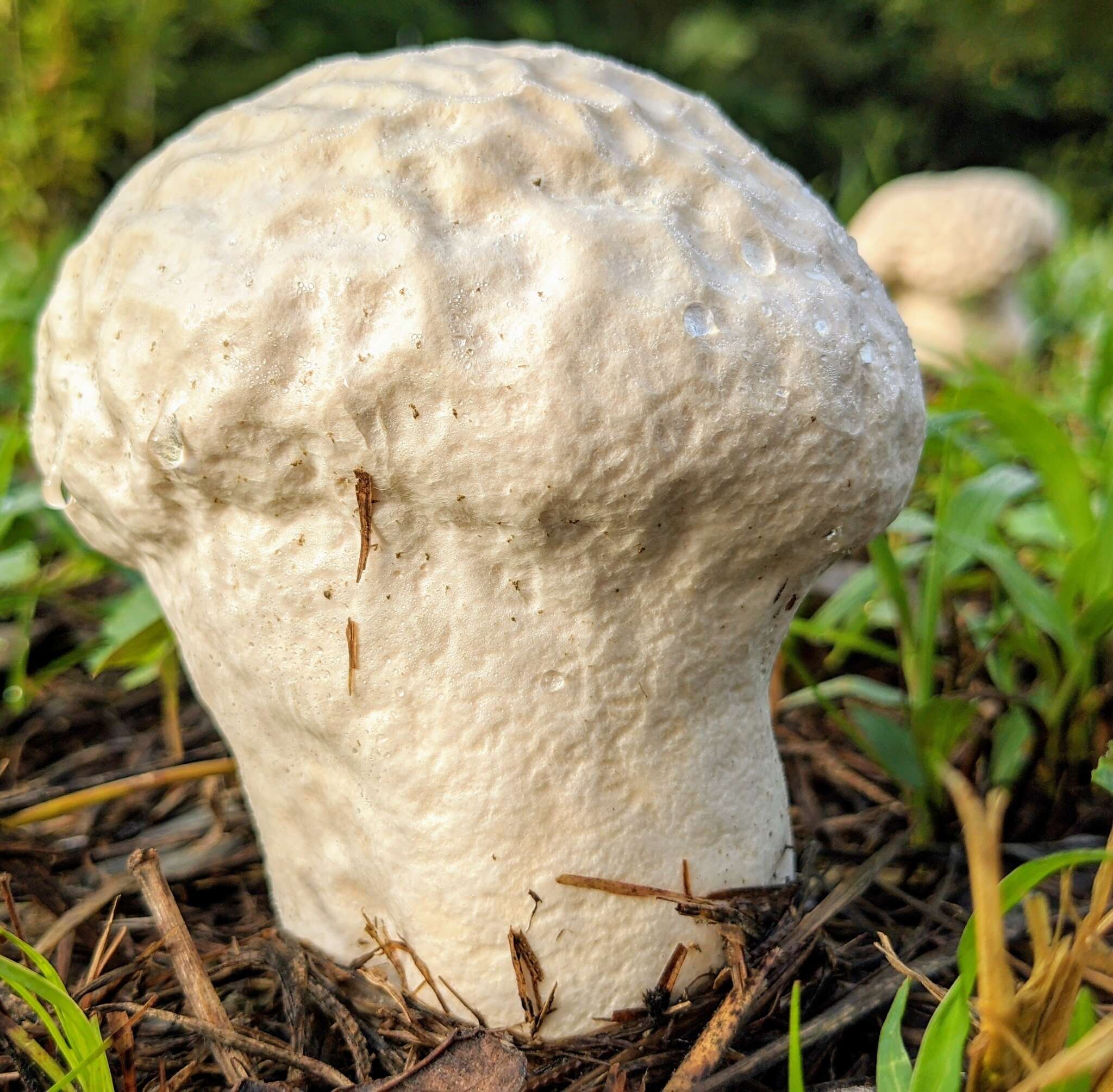 Imagem de Calvatia lilacina (Mont. & Berk.) Henn. 1904