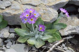 Image of Primula laurentiana Fern.