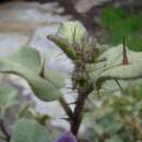 Image of Solanum tomentosum var. tomentosum