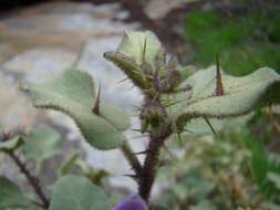 Imagem de Solanum tomentosum var. tomentosum