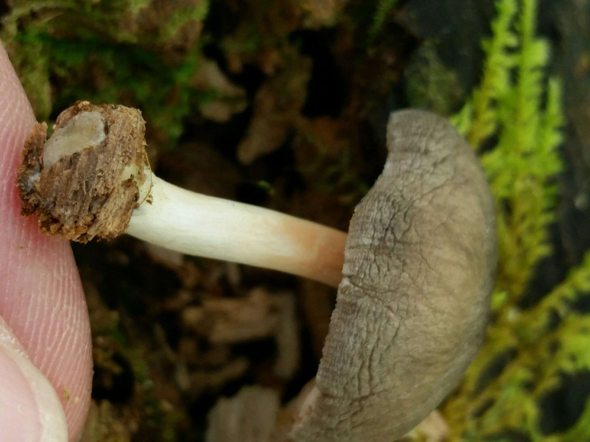 Слика од Pluteus americanus (P. Banerjee & Sundb.) Justo, E. F. Malysheva & Minnis 2014