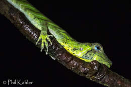 Image of Banded Tree Anole