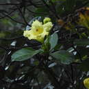 Image of Schultesianthus coriaceus (O. Kuntze) A. T. Hunziker