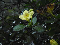 Слика од Schultesianthus coriaceus (O. Kuntze) A. T. Hunziker