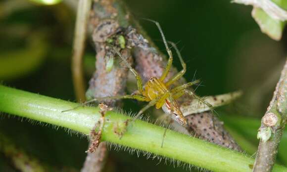 Image of Oxyopes sertatus L. Koch 1878