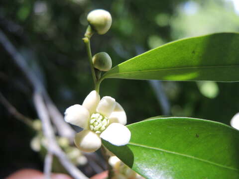 Image of Black-Lancewood