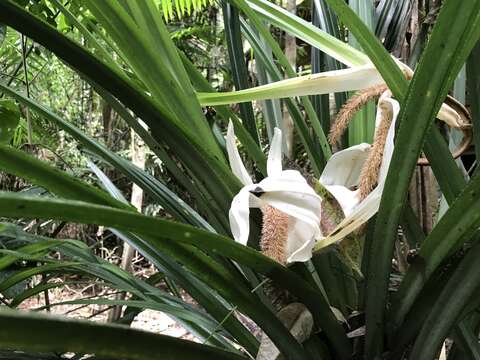 Image of Scrub breadfruit