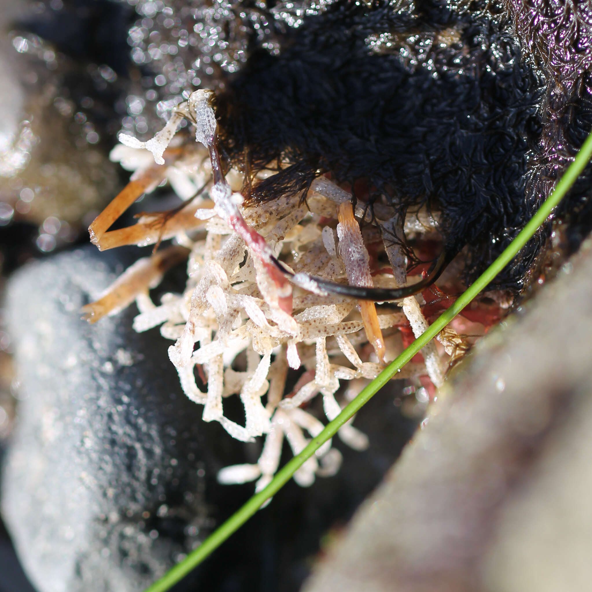 Image of Thalamoporella californica (Levinsen 1909)