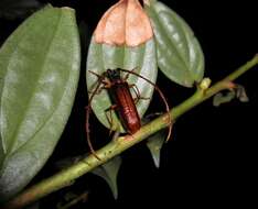 Image of Amphelictus milleri Chemsak & Linsley 1964