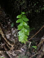 Image of Tmesipteris lanceolata Dangeard