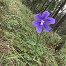 Tigridia longispatha (Herb.) Goldblatt的圖片