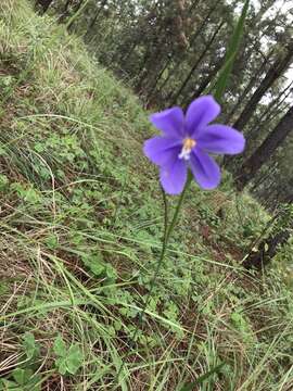 Image of Tigridia longispatha (Herb.) Goldblatt