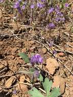 Image of low phacelia