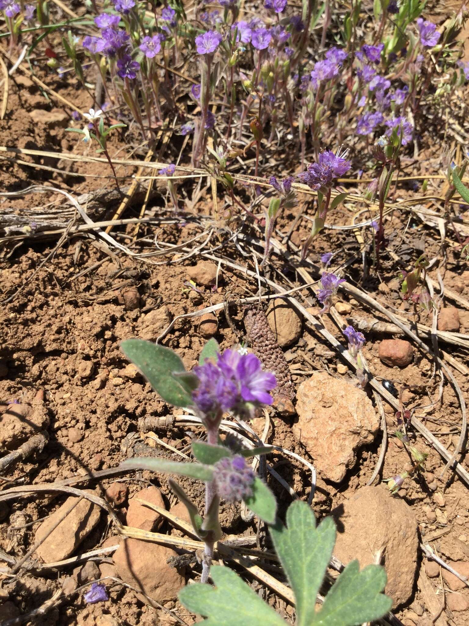 Image of low phacelia