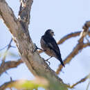 Plancia ëd Climacteris picumnus melanotus Gould 1847