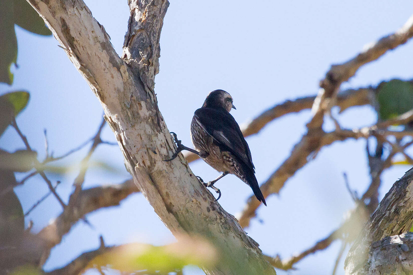 Plancia ëd Climacteris picumnus melanotus Gould 1847