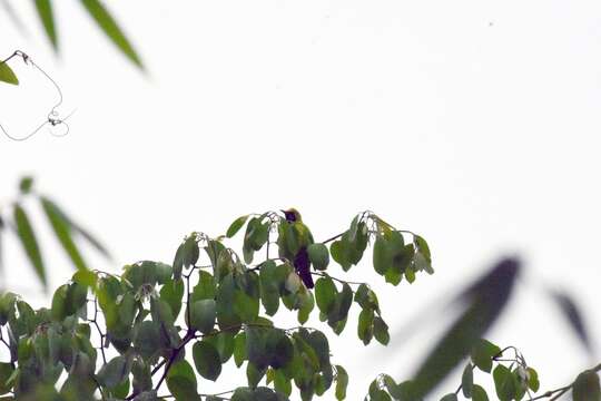 Image of Golden-fronted Leafbird