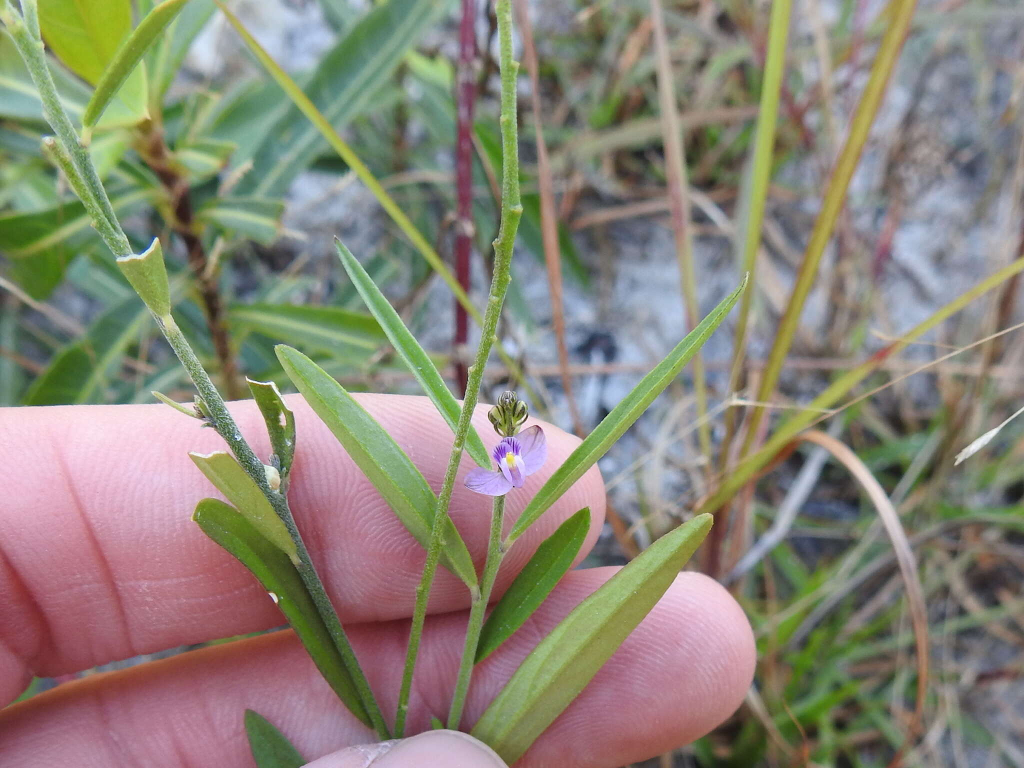 Imagem de Asemeia grandiflora (Walt.) Small