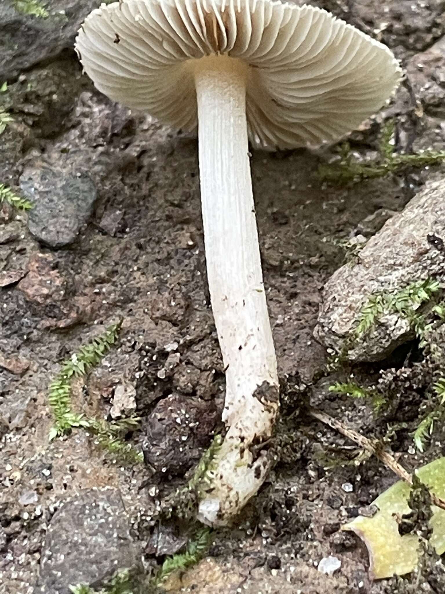 Plancia ëd Inocybe albodisca Peck 1898