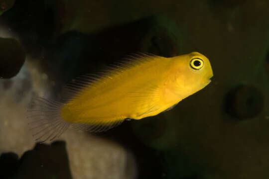 Image of Blackspot coralblenny