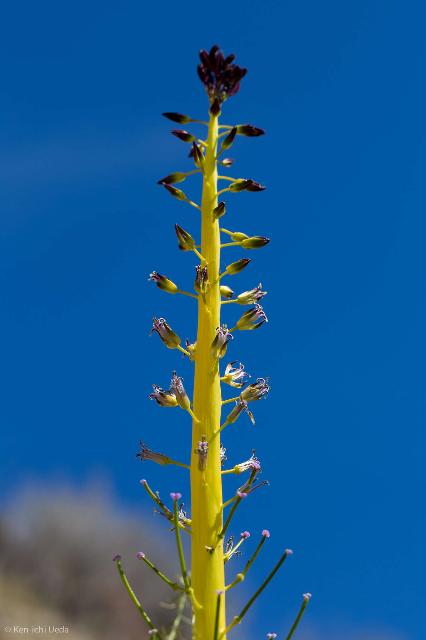 Image of desert candle