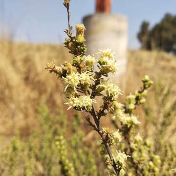 Image of yerba de pasmo