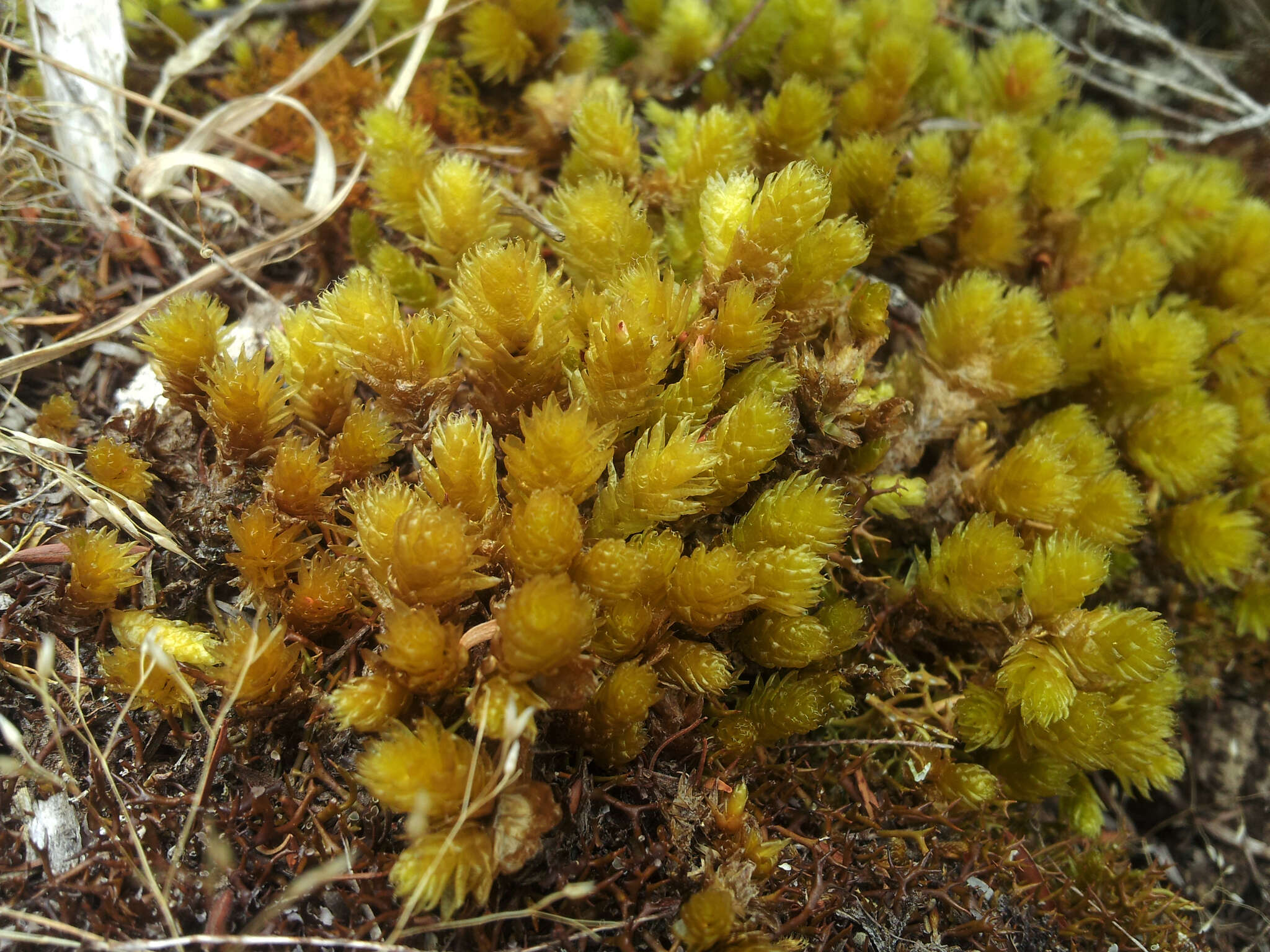 Image of Pulchrinodus inflatus B. H. Allen 1987