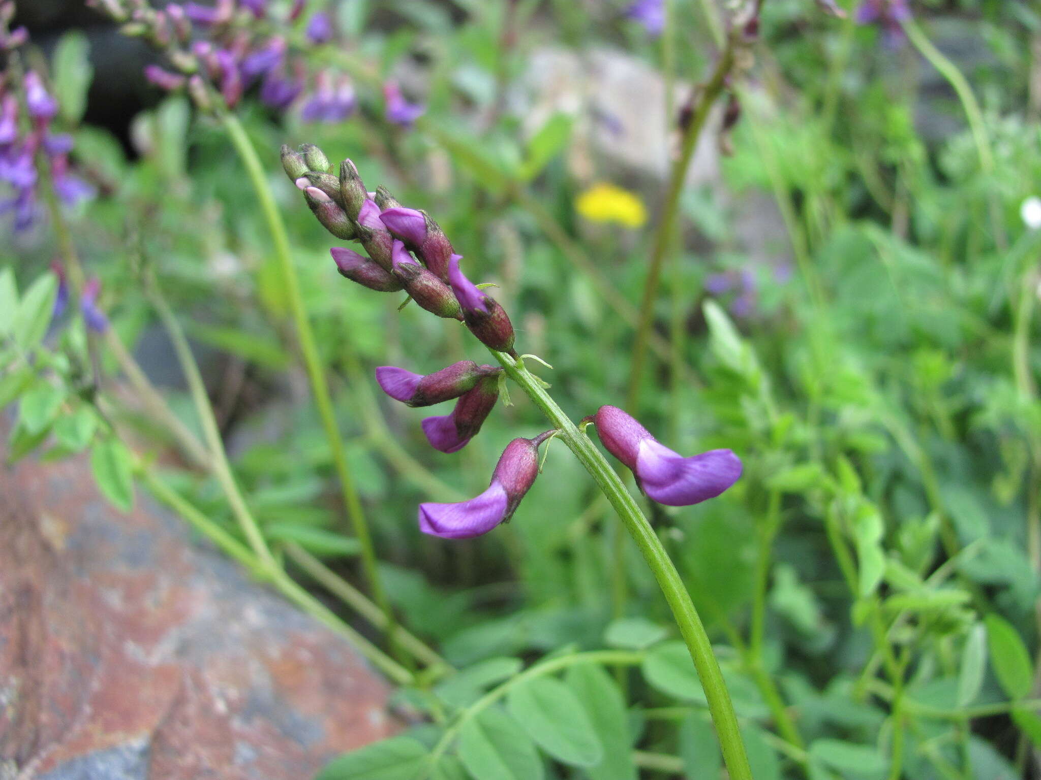 Image of Oxytropis albana Steven