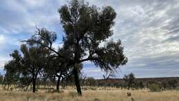 Image of Desert oak