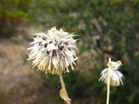 Image de Geraea viscida (A. Gray) Blake