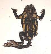 Image of Melanophryniscus stelzneri (Weyenbergh 1875)