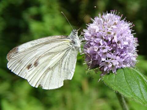 Plancia ëd Pieris napi (Linnaeus 1758)