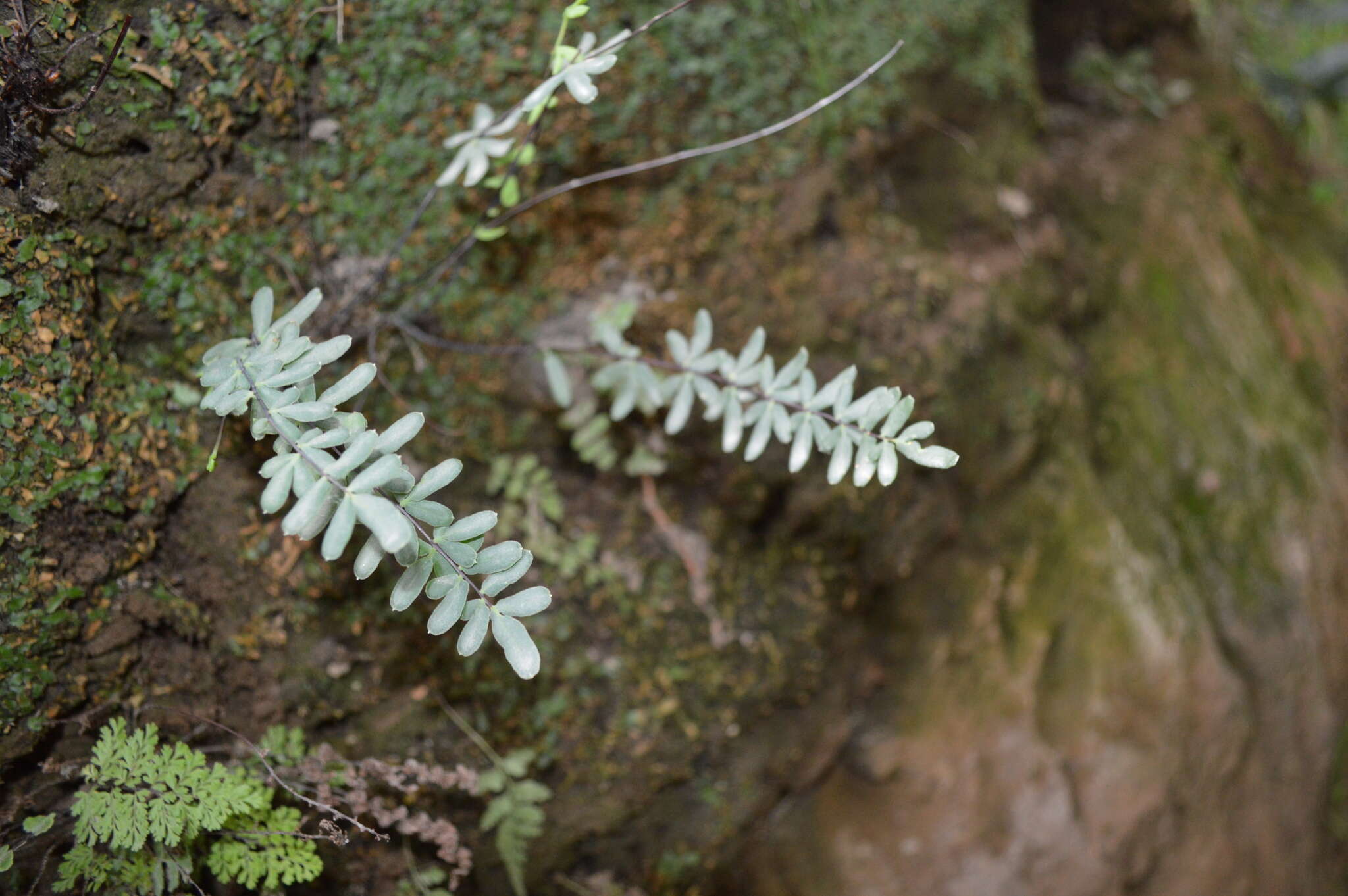 Image of trans-pecos cliffbrake