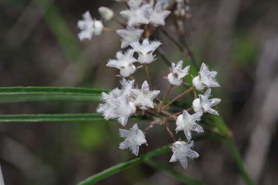 صورة Sisyranthus barbatus (Turcz.) N. E. Br.