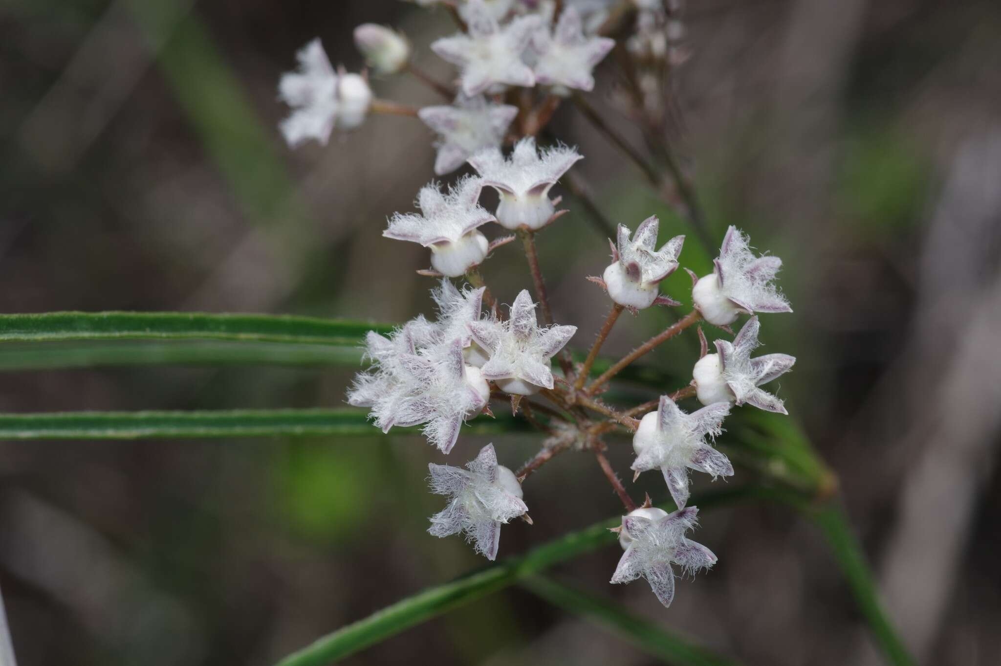 Image of Sisyranthus barbatus (Turcz.) N. E. Br.