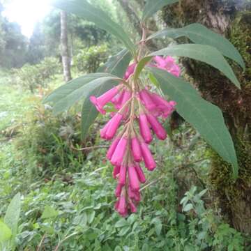 Sivun Buddleja colvilei Hook. fil. & Thomson kuva