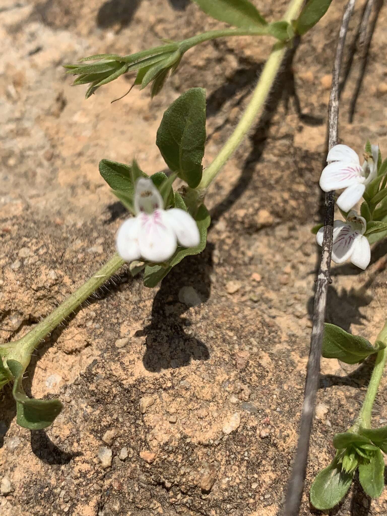 Image of Justicia anagalloides (Nees) T. Anders.