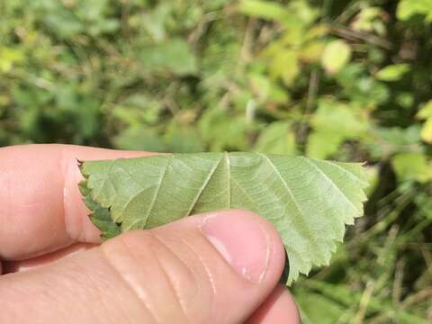 Plancia ëd Rubus heterophyllus Willd.